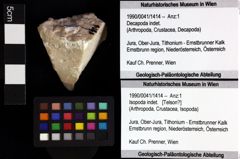 Foto (Objket + Etiketten) von Goniodromites sp. 